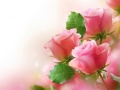 Spel Pink Roses