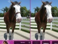 Spel Horses: Find The Differences 