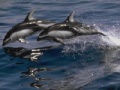 Spel Dolphins Sliding Puzzle