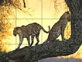 Spel Big wild cats slide puzzle