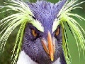 Spel Pettish bird slide puzzle