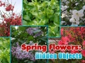 Spel Spring Flowers: Hidden Objects