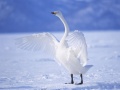 Spel Graceful Swans