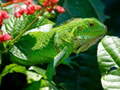 Spel Wild Iguana