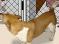 Spel Animal shelter