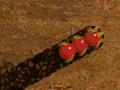 Spel Worm Madness